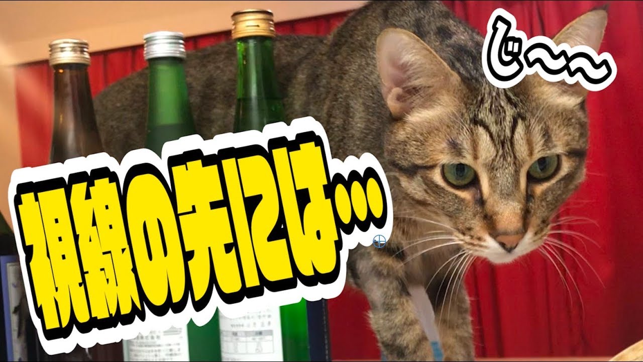 みのりんついに猫に食われる