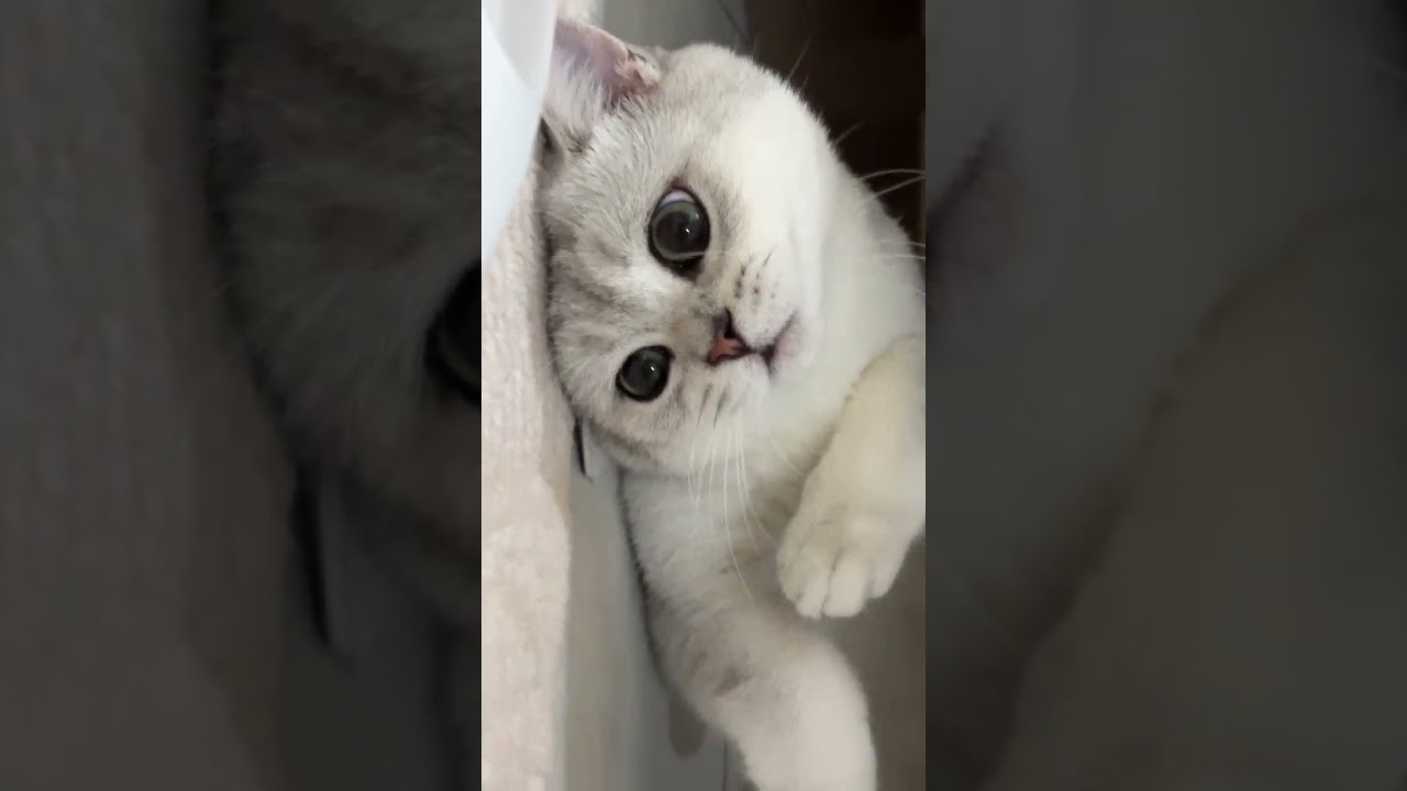 Morning Routine: Cat Cuddles First 😻 #cat #pawswing #kitten #autocomb #pets #cute #kitty