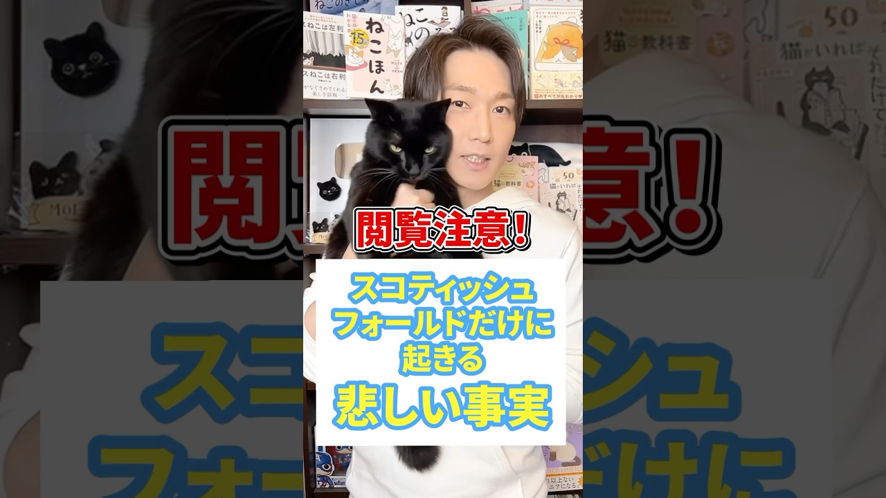 閲覧注意！スコティッシュフォールドに起きる悲しい事実 #猫 #猫動画 #ねこ