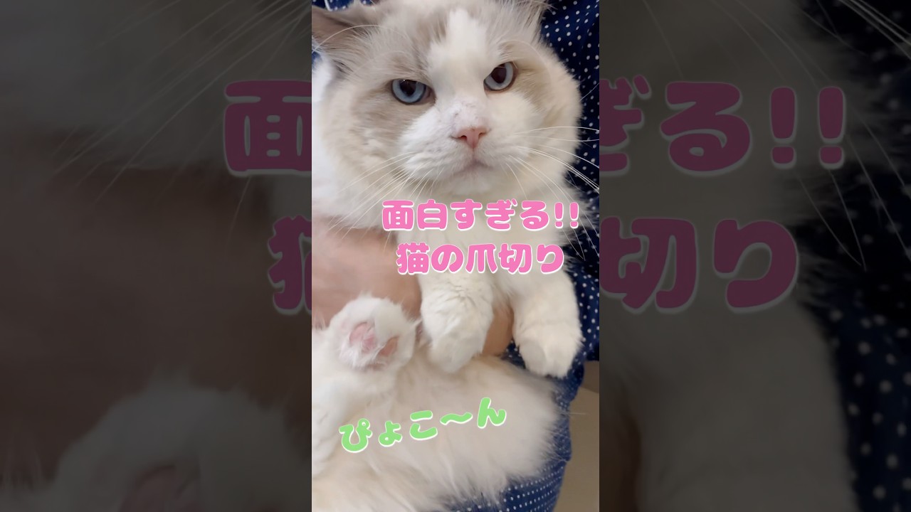 面白すぎる猫の爪切り #猫 #cat #ラグドール #ragdoll #にゃんにゃんにゃん3兄弟