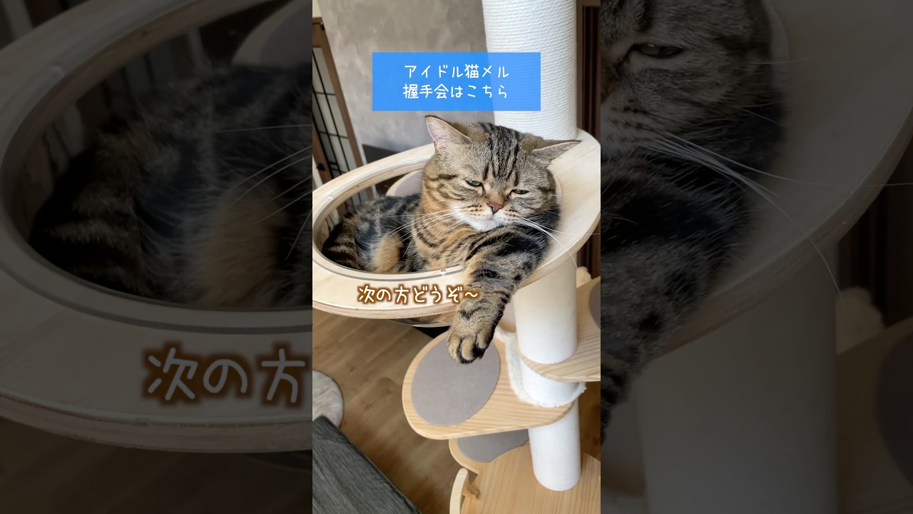 塩対応のアイドル猫握手会はこちら！