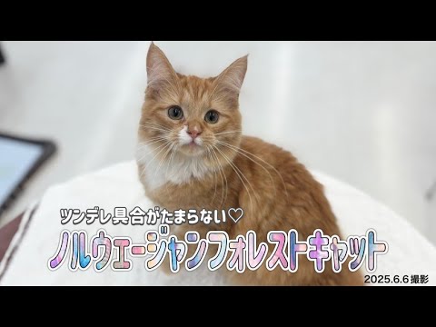【ノルウェージャンフォレストキャット】ツンデレ要素がたまらない困り顔のノルちゃん