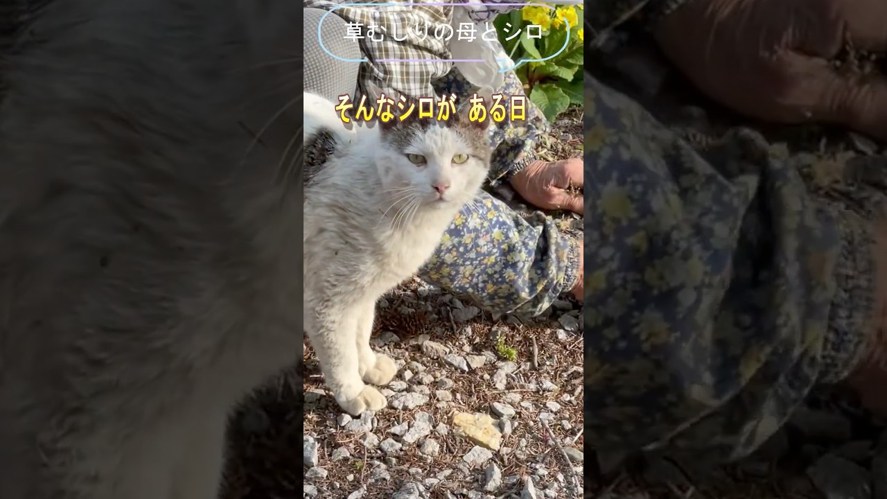 【自由猫から完全家猫へ①】外猫だったシロとの出会い～初めてのちゅーるに夢中だった“あの頃”【オリジナルBGM】#ipp708#cat#猫#ねこ #シロ