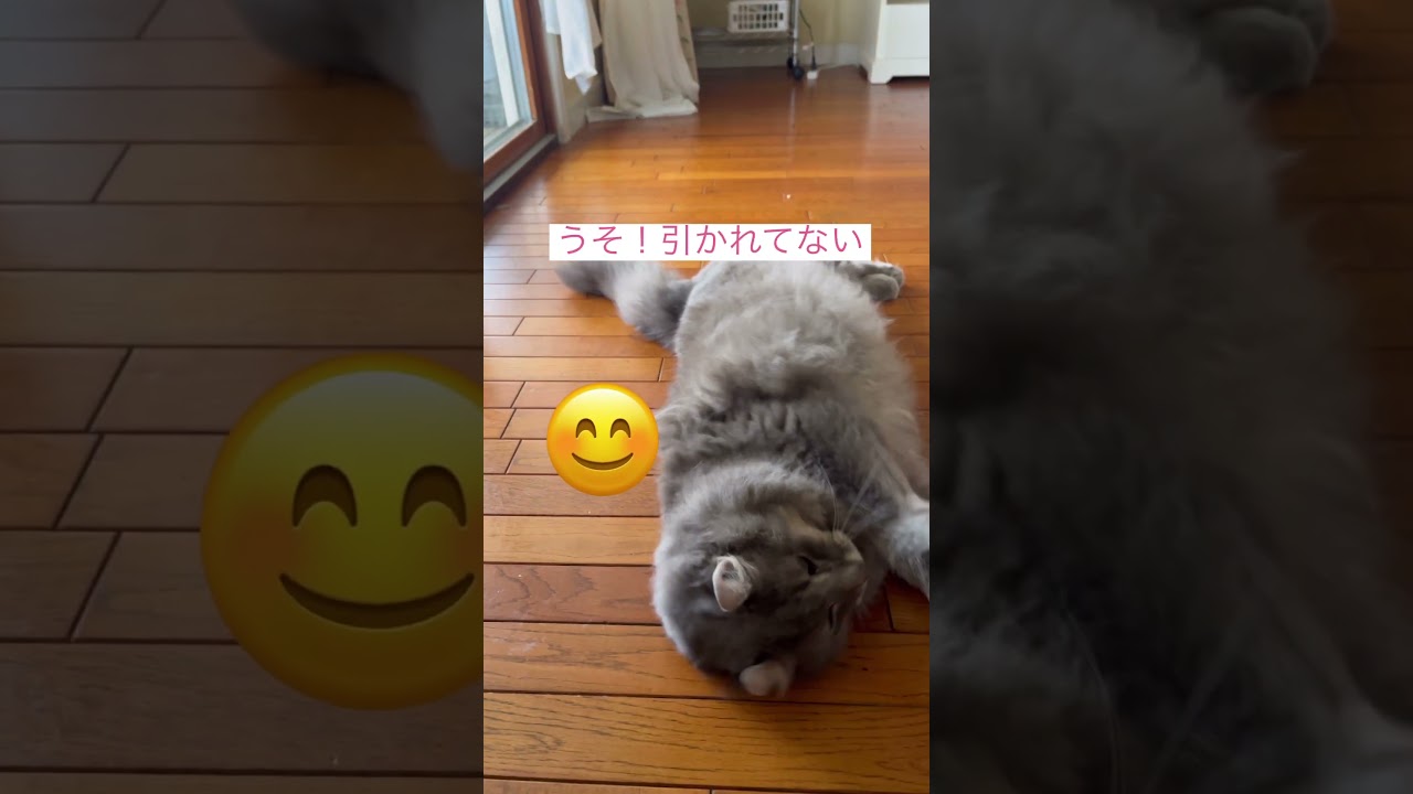 来い #ねこ動画 #アメリカンカール #cat #猫のいる暮らし