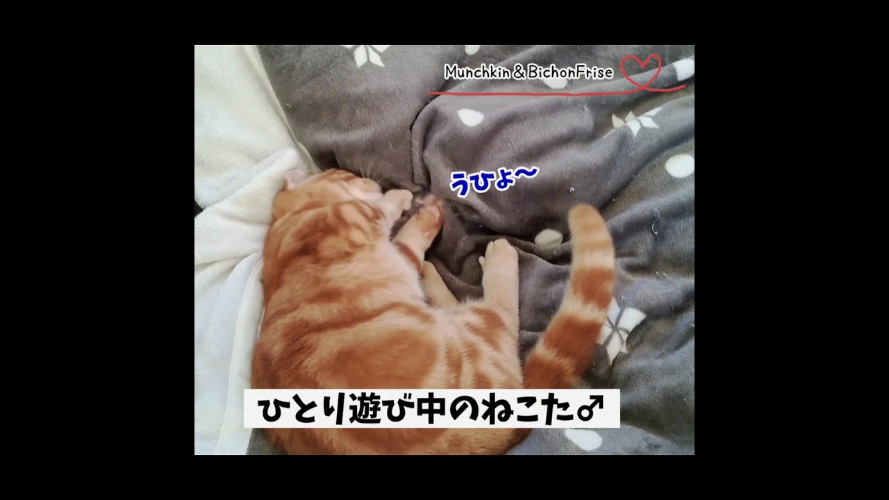 【マンチカン】お布団が急に動き出してビビる短足猫 【犬と猫、両方飼ってると毎日かわいい♥】