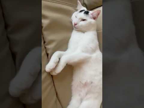 一生遊んで暮らしたい猫ミルク#保護猫 #ねこ #猫のいる暮らし #shorts ＃ミルねーさん