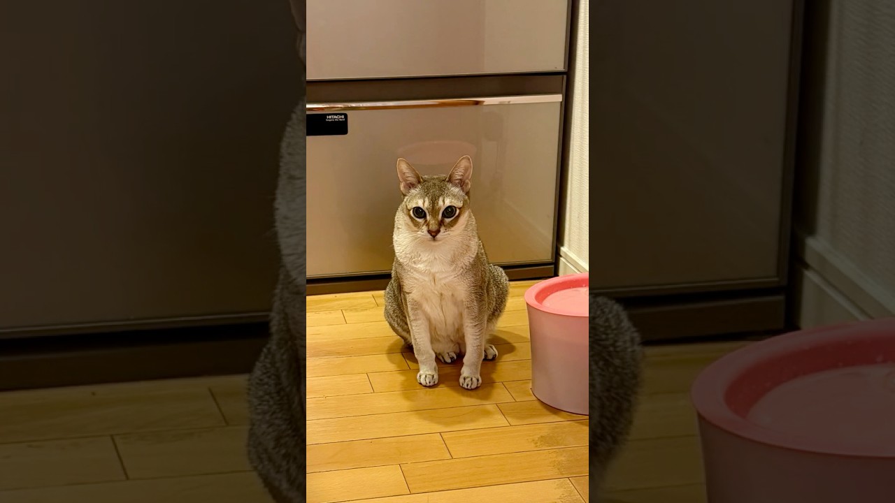 ご飯待ち時間をペロペロして有意義に過ごしたいのにたぬき猫に付き合ってもらえないシンガプーラなのにゃ♪#cat #シンガプーラ #トンキニーズ#たぬき猫#singapura#tonkinese