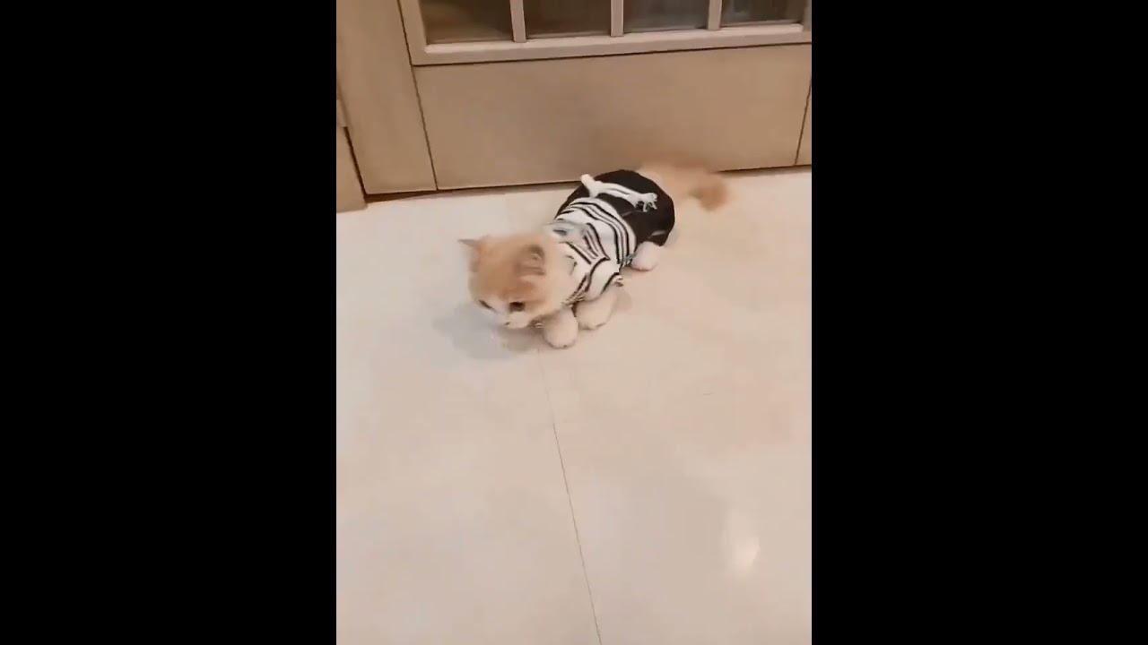 #ねこのいる生活 #ねこ動画 #ミヌエット #cat #子猫