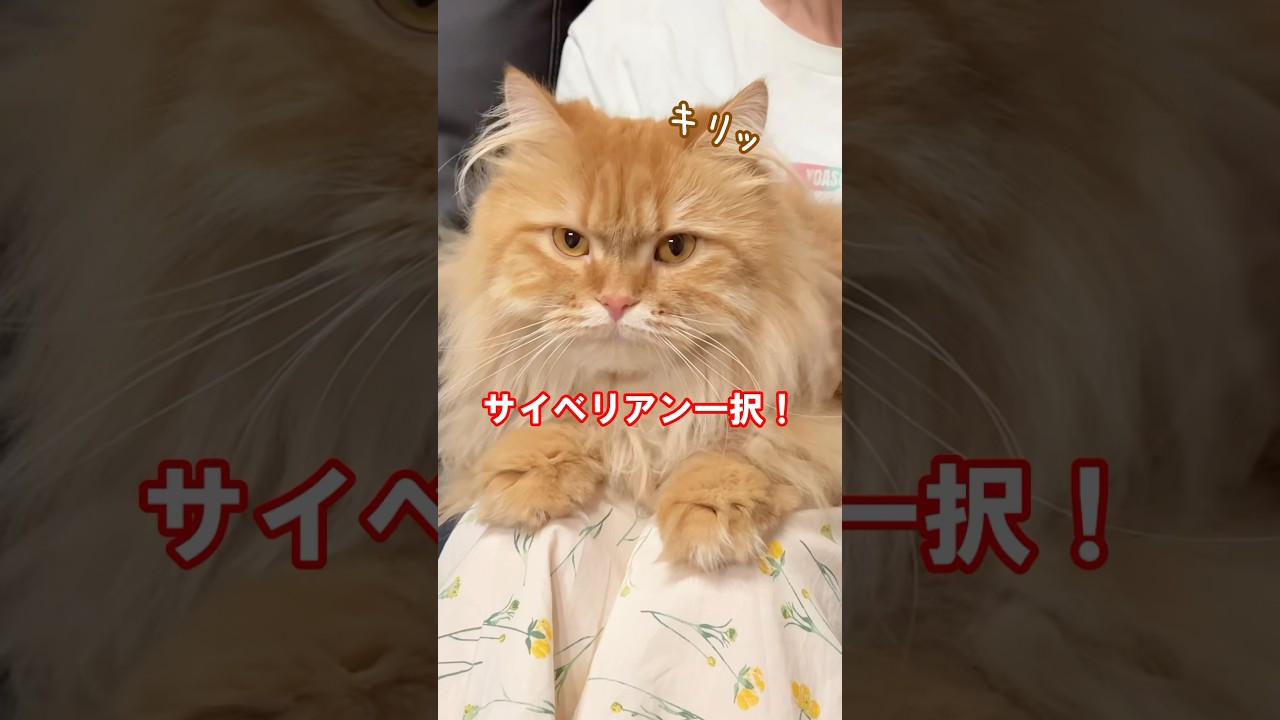 猫を飼うならサイベリアン一択よ　#猫のきなこもち