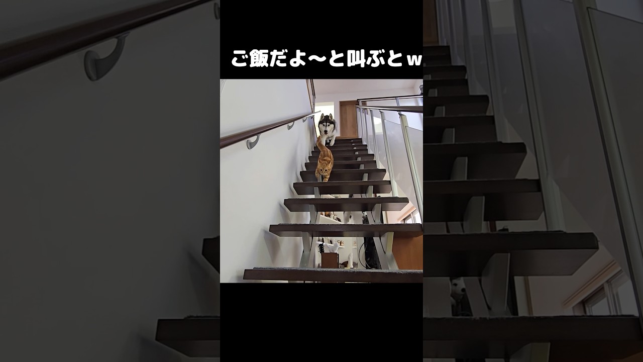 犬と子猫にご飯だよ～と叫ぶと可愛い現象が...#shorts