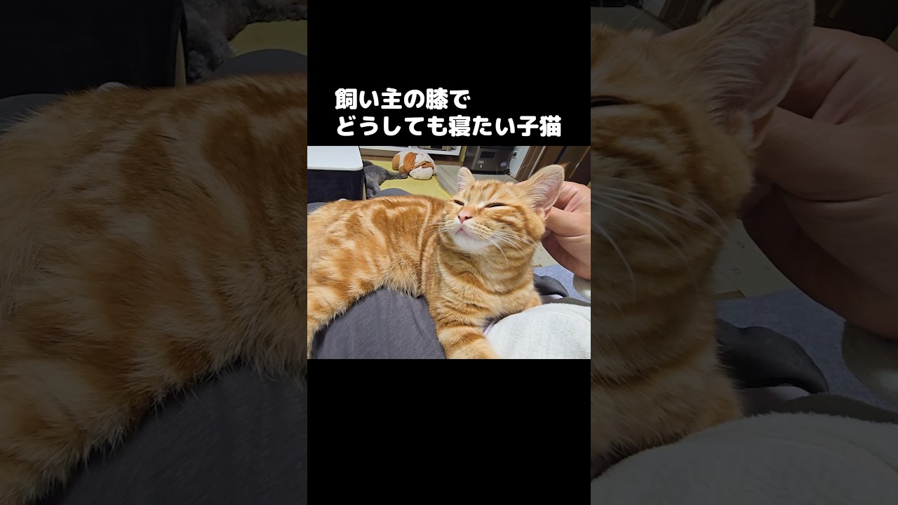 飼い主の膝で寝たい子猫がかわいい...#shorts