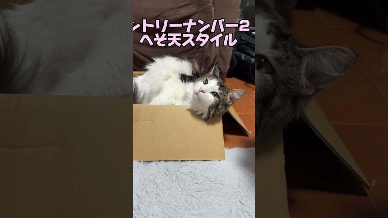 猫のお昼寝ポジション総選挙！#ノルウェージャンフォレストキャット #猫のいる暮らし #norwegianforestcat #cat