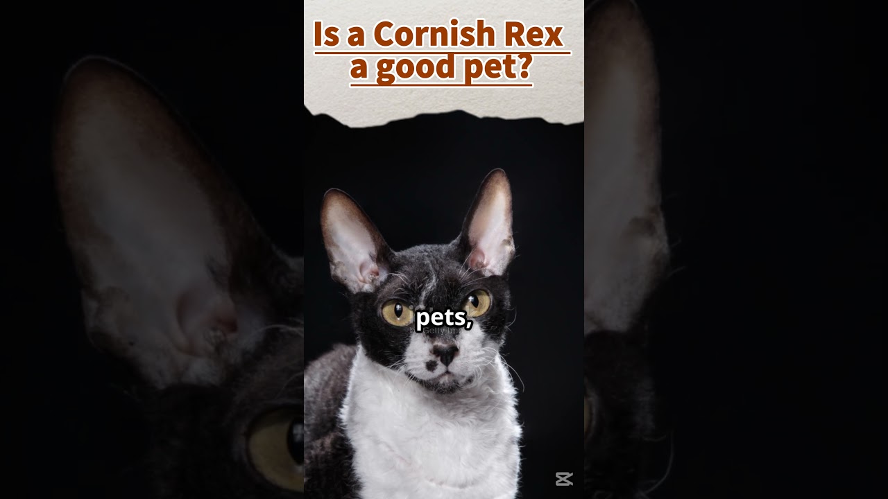 Why Cornish Rex Cats Are the Ultimate Cuddle Buddies!  #faunafellow