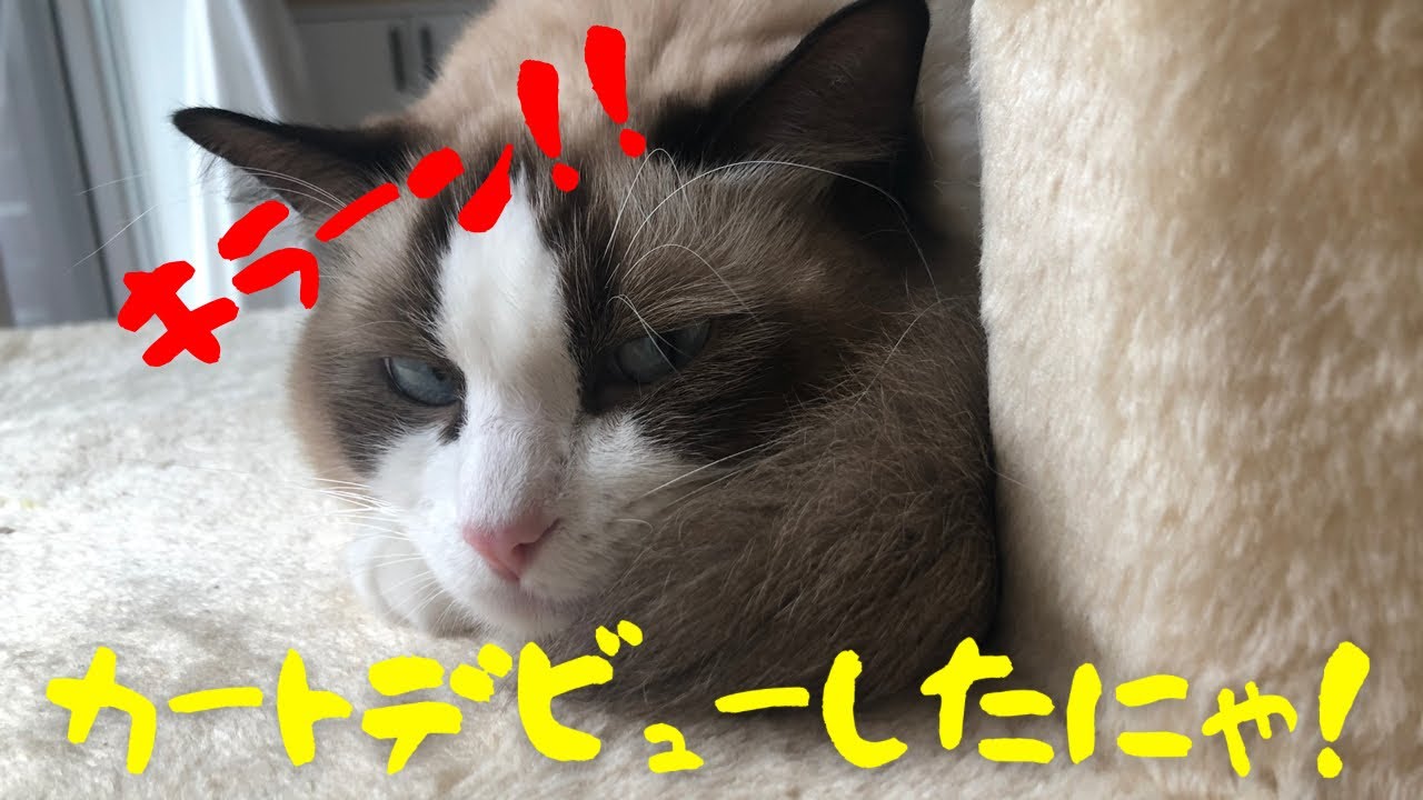 【カートデビューでお散歩！？】カートでお散歩が楽しみな猫～ラグドールのハク　ragdoll cat haku～
