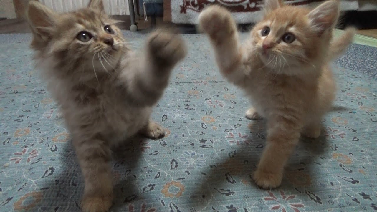 川で救助された兄弟子猫のお世話をしたら１日が溶ける
