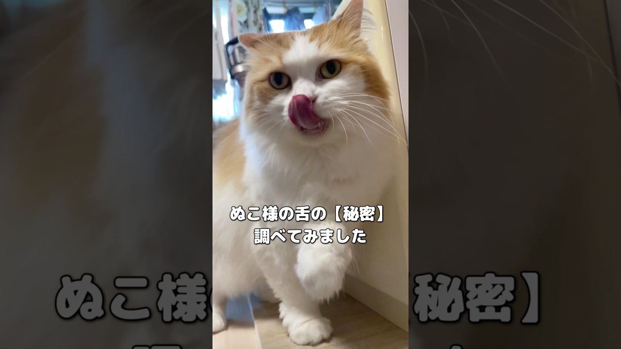 ぬこ様の舌の秘密を調べてみました🐾#サイベリアン #cat #ペット
