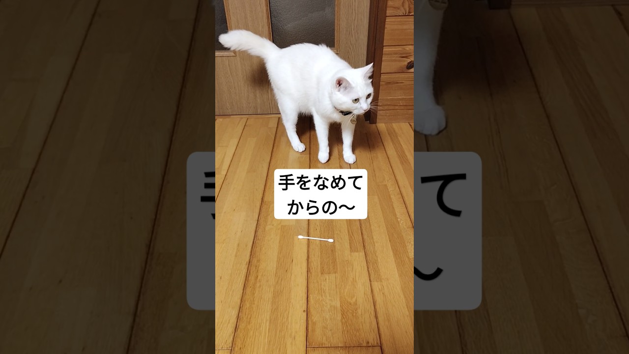 綿棒に気づいてテンションが上がるネコ #shorts #猫 #ねこ #ねこのいる暮らし #ねこのいる生活 #cat