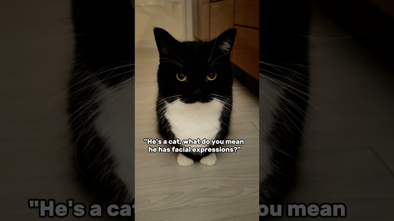 Uni is very expressive! :3  #catsofyoutube #funnycat #cutecat