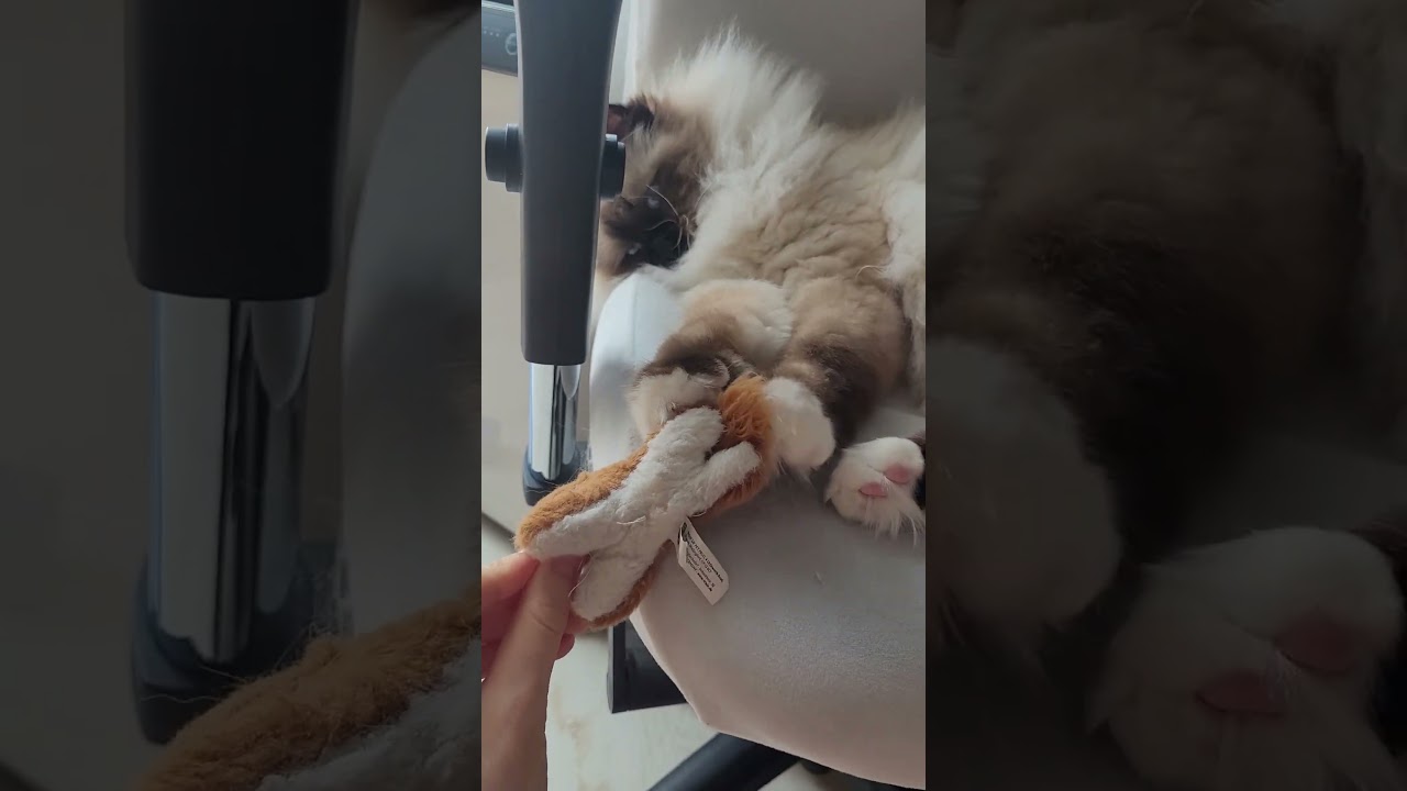 When You Want To Play But Feel Lazy  #wholesome #cat