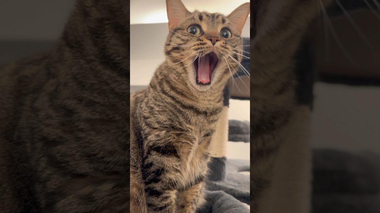 お留守番ﾌﾟﾁたぬきに感謝の儀式...笑 #shorts #猫 #cat