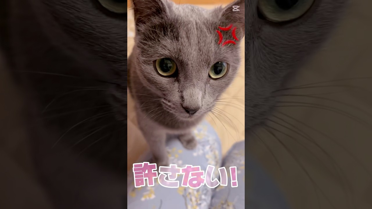 【猫ロシアンブルー】スマホの裏側にも そらちゃん❤️ #shorts #russianblue #ロシアンブルー #かわいい猫 #可愛い猫