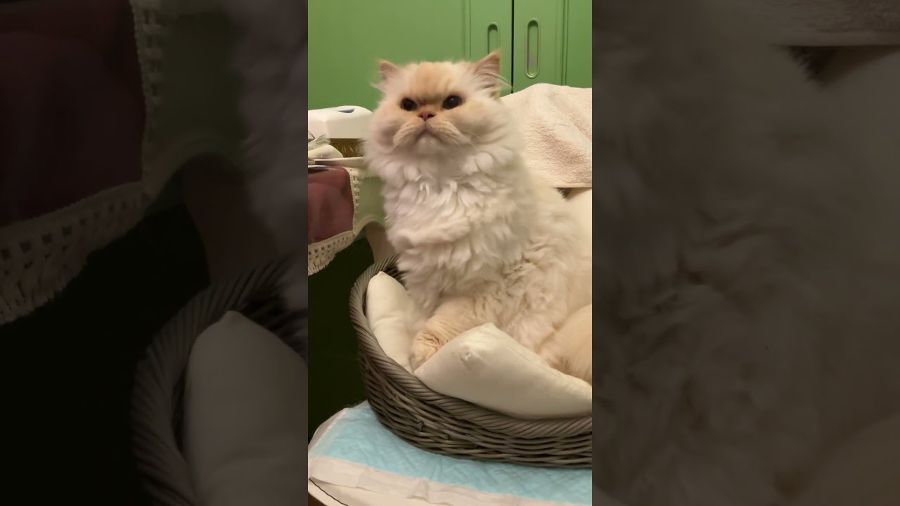 ♥チーノの日常【😸ただ…まったり…を見る…】ホワイトヒマラヤン14歳（約72歳）　#shorts　#cat　#pets　猫好き　癒し