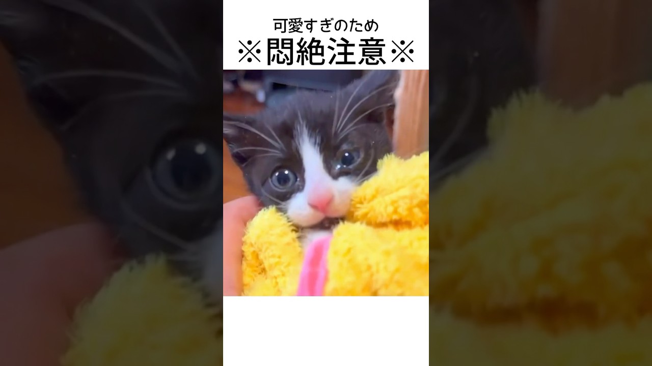 【悶絶注意】ハチワレ子猫を巻いてみると… #保護猫 #子猫 #猫カフェ #cat #子猫巻き