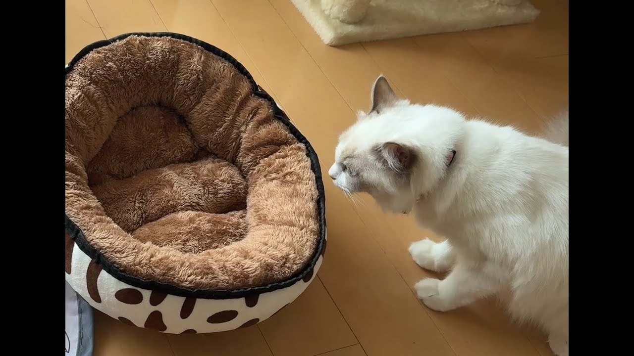 冬に備えてふかふかベッドを買いました #cat #猫 #ラグドール