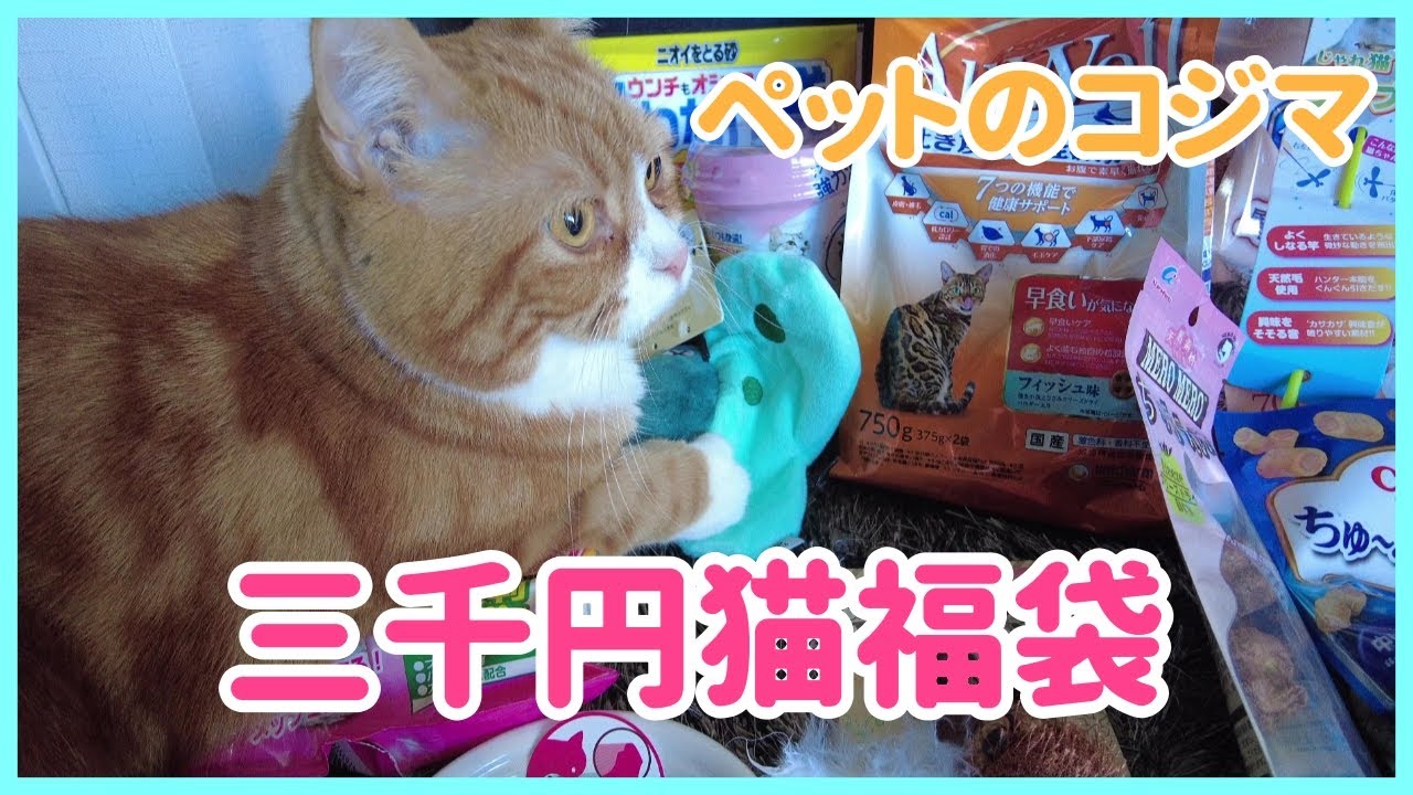 【スコティッシュ♂×2】ペットのコジマ猫福袋3千円【Lucky bag for cats】