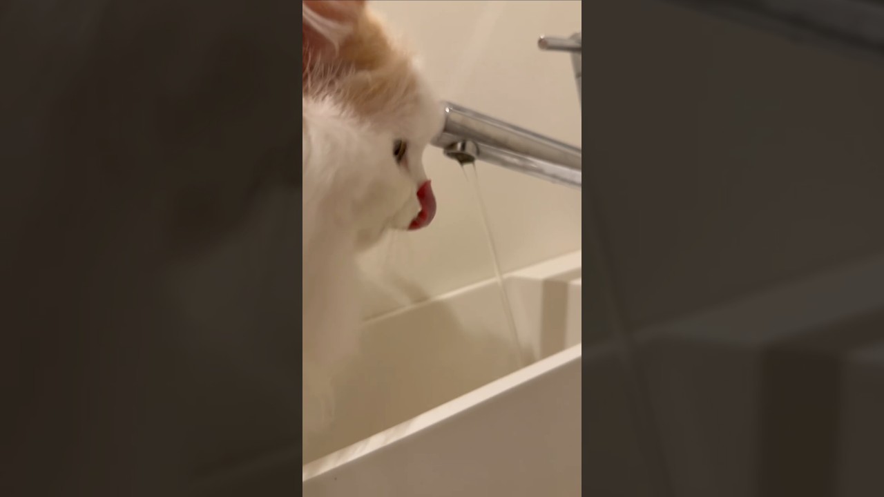 【猫のいる暮らし】#cat #ペルシャ #スコッティッシュフォールド #猫#もふもふ