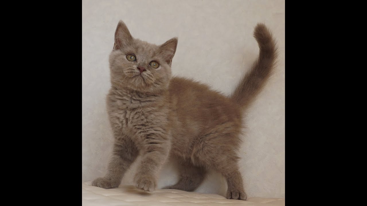 ブリティッシュショートヘアー子猫　British Shorthair　2025.3.20産まれ　ライラック　女の子　シーダキャット猫のお店