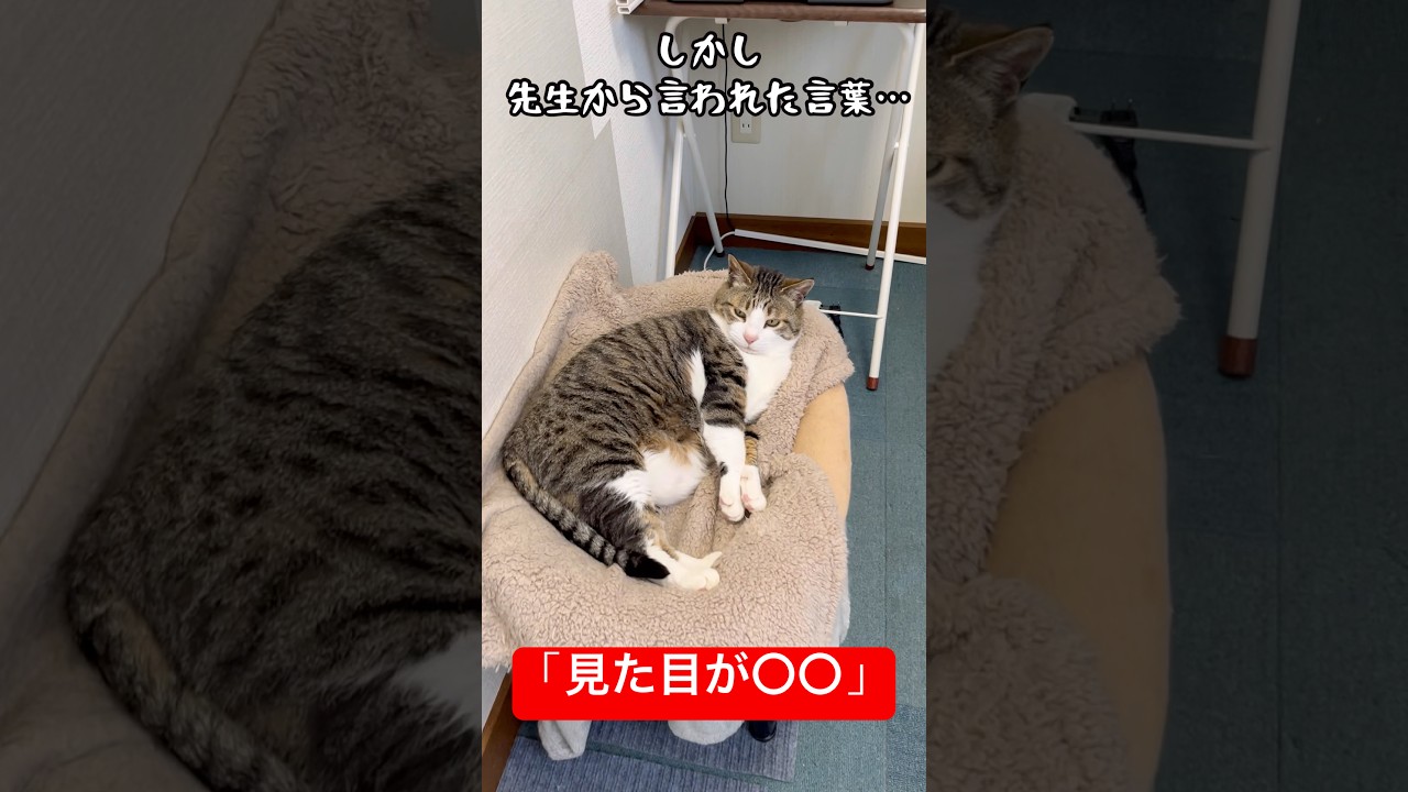 多分褒め言葉…#shorts #cat #猫