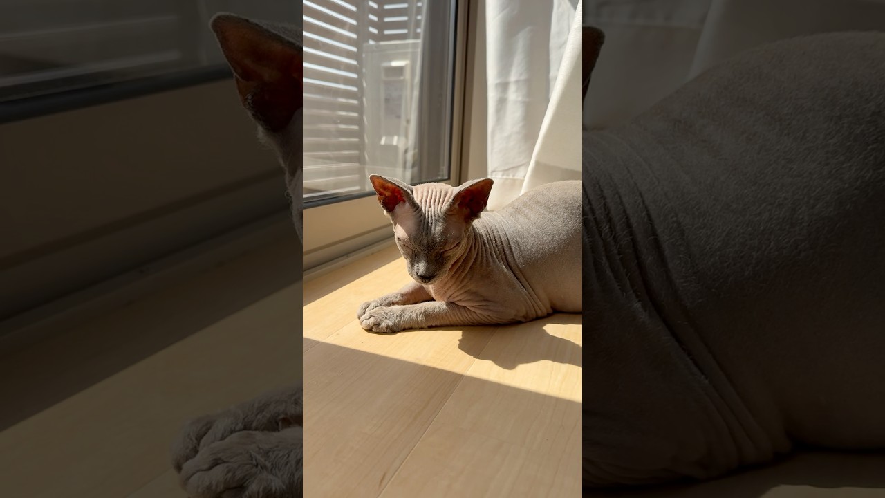 日向ぼっこが大好きな毛のない猫【スフィンクス】