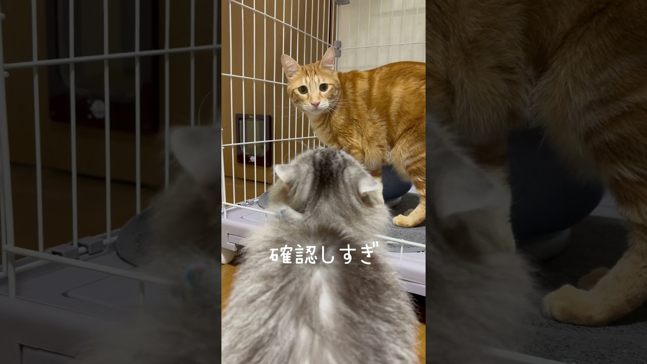 ちゃちゃまるの〇〇が気になるモチくん🐱　#保護猫 #ねこ #猫のいる生活 #shorts #cat #猫動画 #funnycats