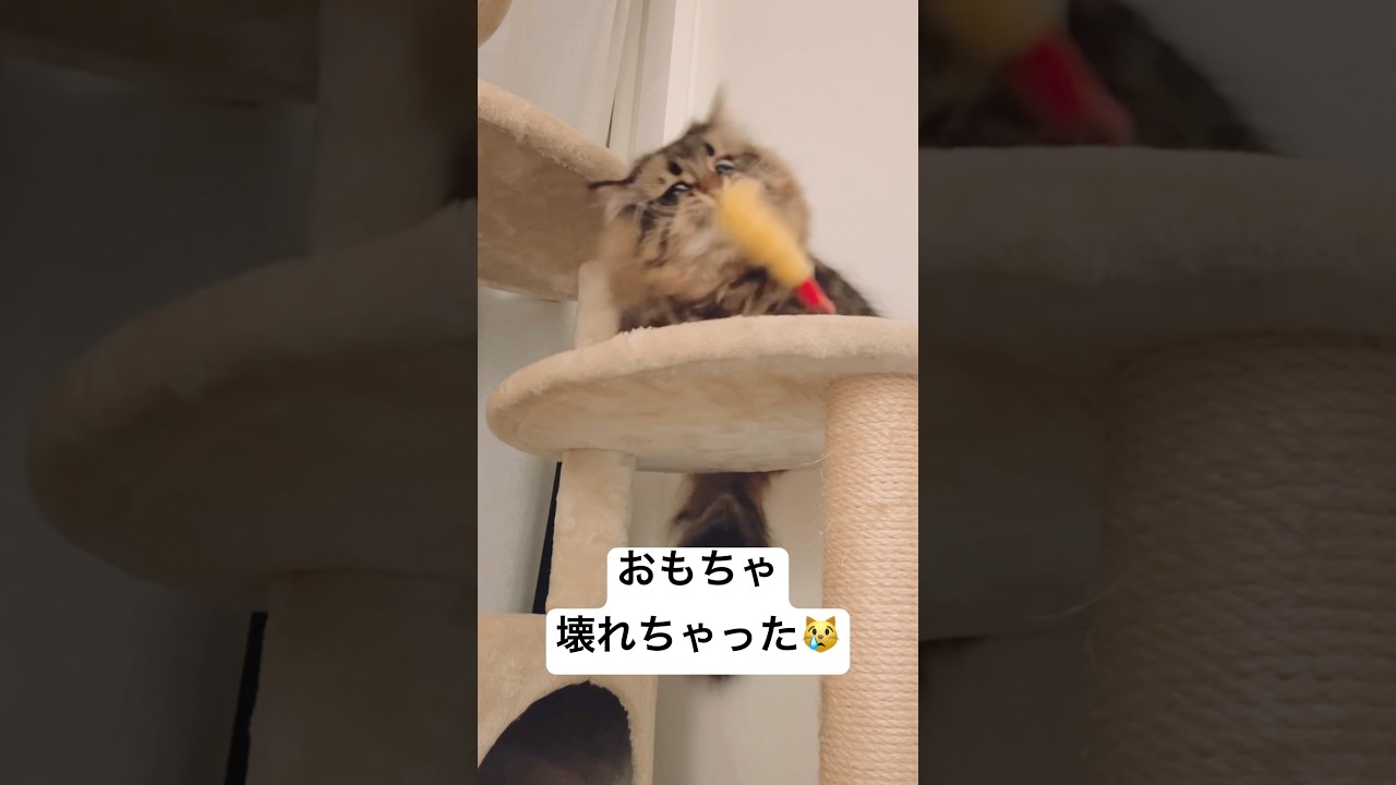 さよならエッビ😭🦐 #サイベリアン #猫 #おもちゃ