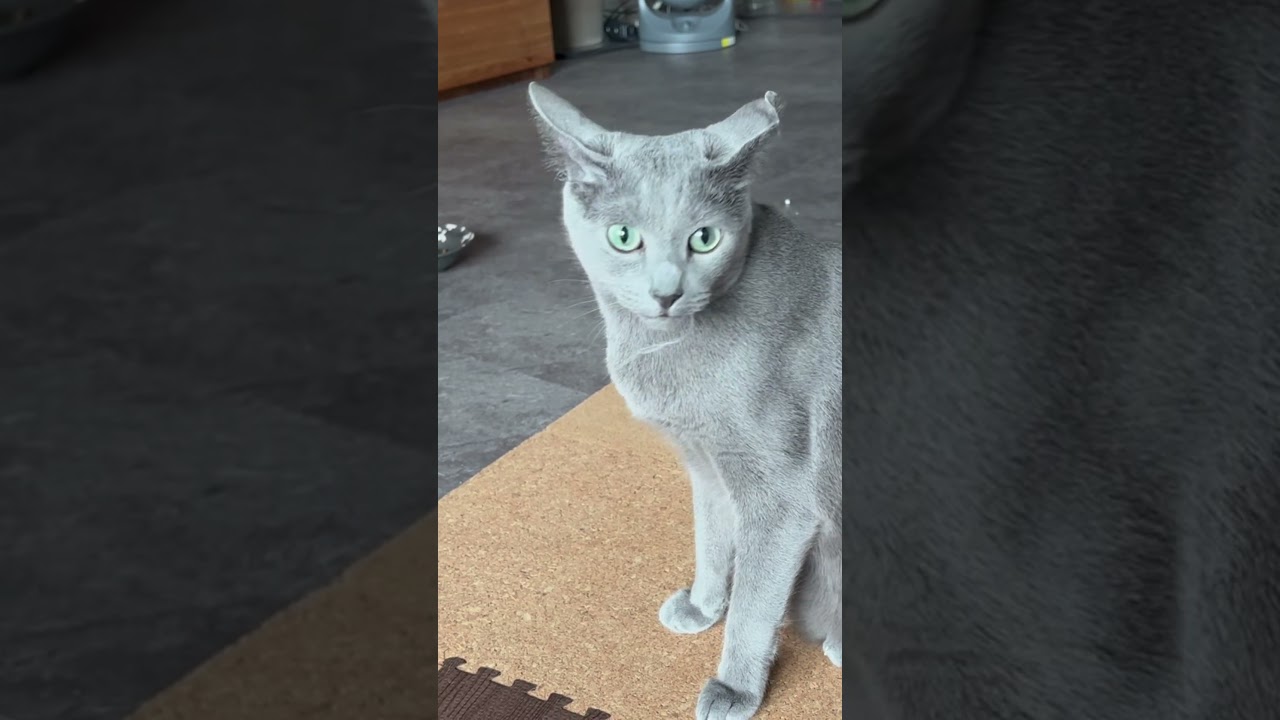 ロシアンブルー | にゃんプロ後 | Russian Blue cat
