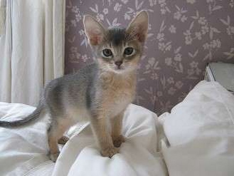 Top 5 smallest cat breeds in the world 2016