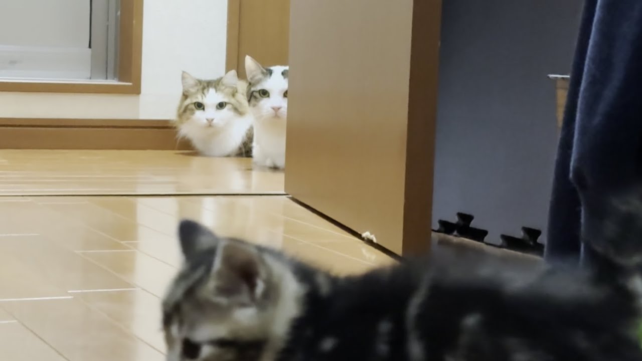 気になって気になって、子猫が気になって、気になる猫