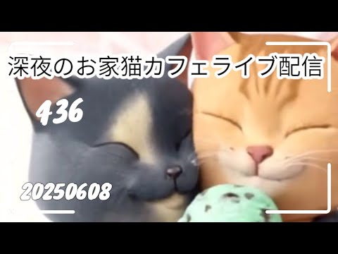 深夜のお家猫カフェライブ配信 ４３６