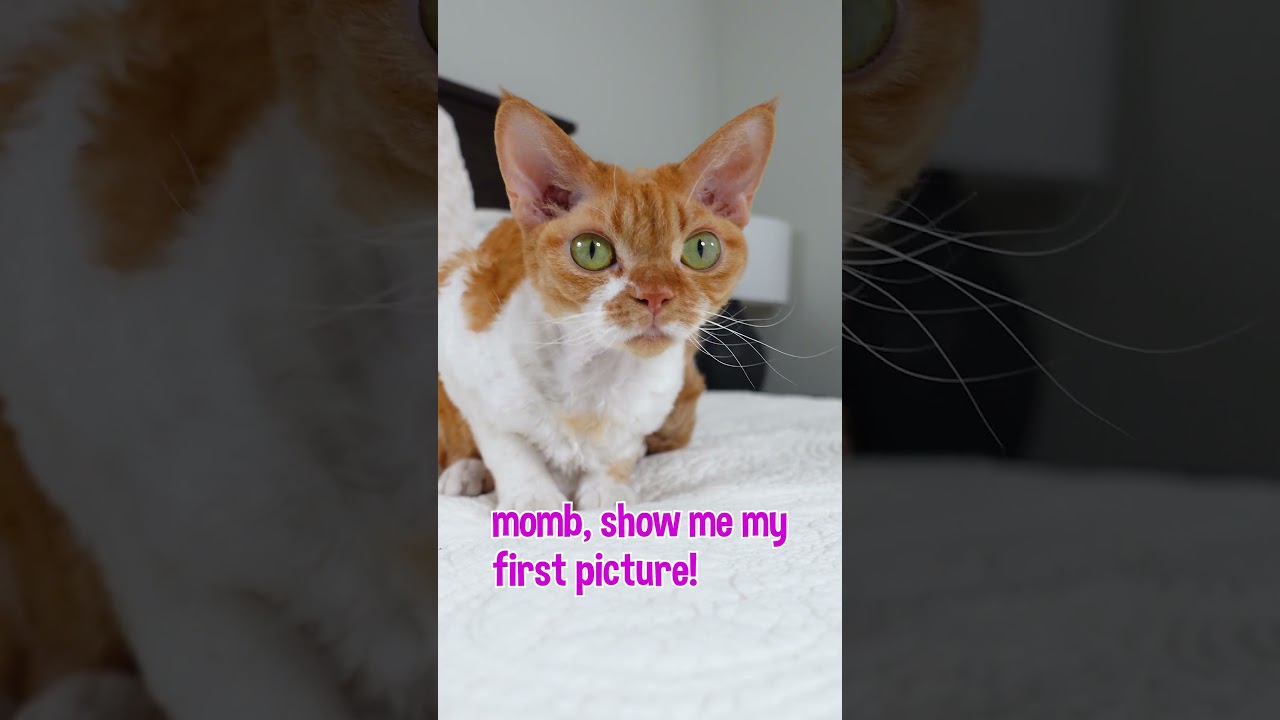 Devon Rex Cat Shows Off Her Kitten Photos #shorts