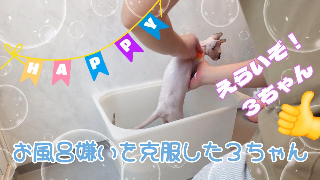 スフィンクスのお風呂動画