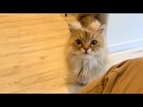 甘えん坊の猫が膝の上で遊ぶ姿が可愛い