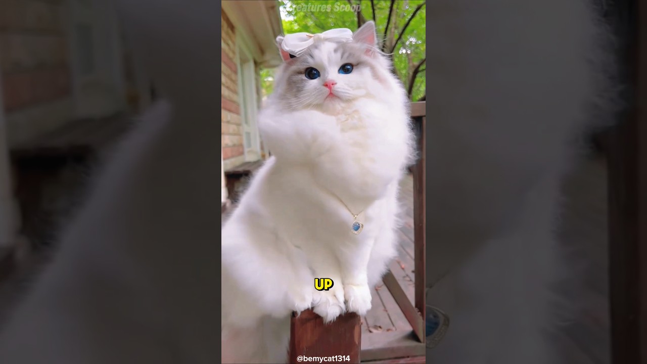 ラグドールに会いましょう🙀あなたの腕の中で溶ける猫