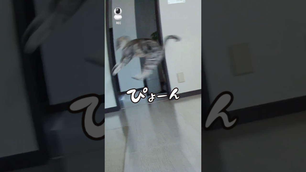 頑張れペットカメラ #アメリカンショートヘア #tapo #ペットカメラ