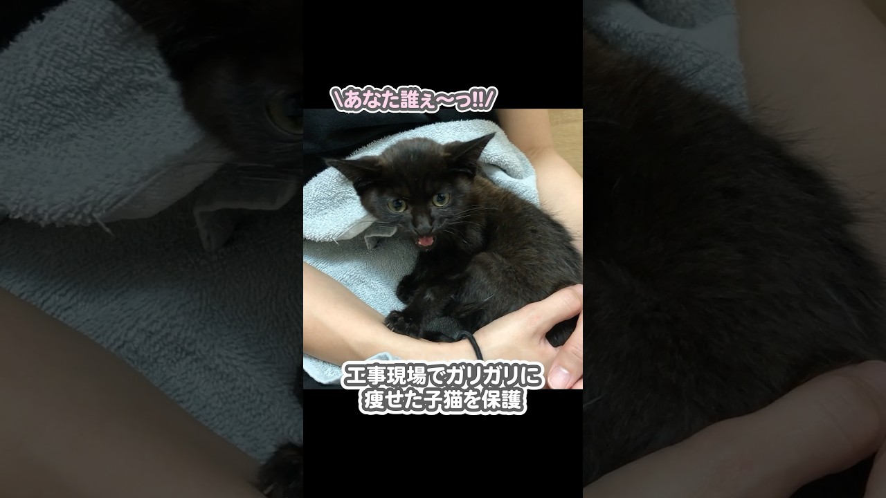 ガリガリに痩せた子猫を緊急保護し、5年間大切に育てた結果…