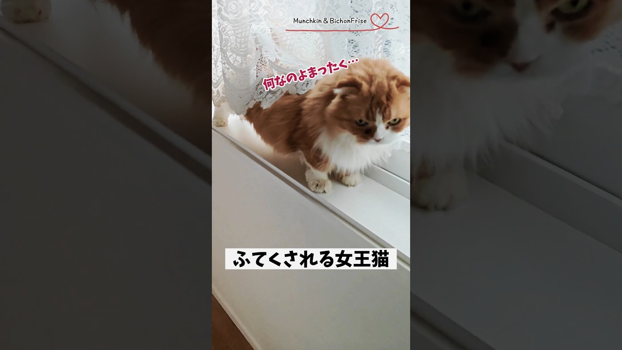 【マンチカン】にゃるそっくの邪魔をされてご機嫌斜めの女王猫 【犬と猫、両方飼ってると毎日かわいい♥】