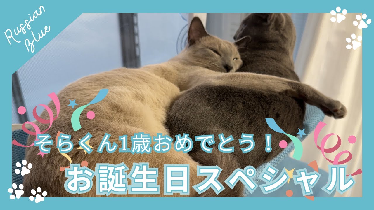 そらくんバースデースペシャル🐾｜猫ケーキでお祝い🎂【ロシアンブルーのあおそら】
