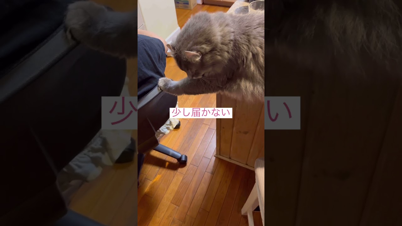 ねえねぇお兄ちゃん #ねこ動画 #アメリカンカール #かわいい猫 #猫のいる暮らし