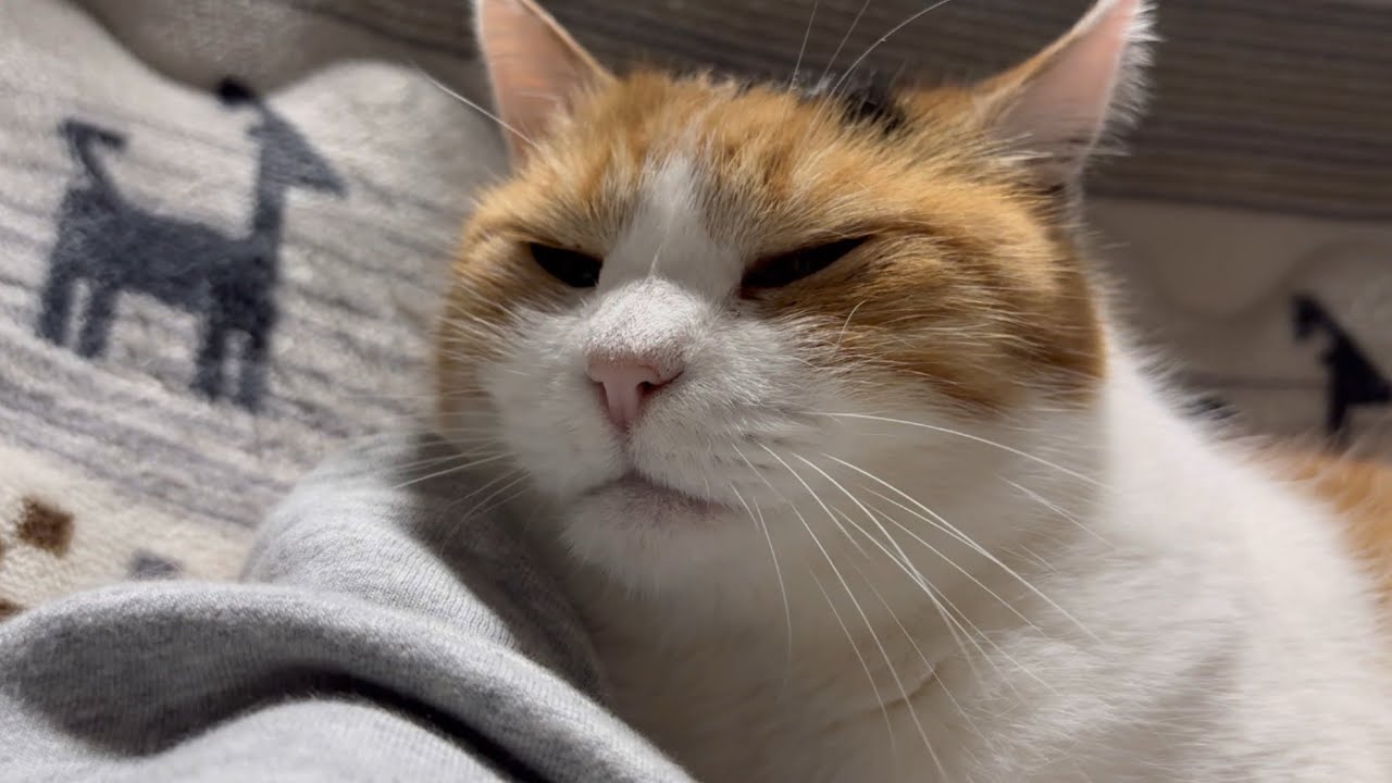 【三毛猫】ゴロゴロ音と手足がかわいいミケ（2025年6月7日）