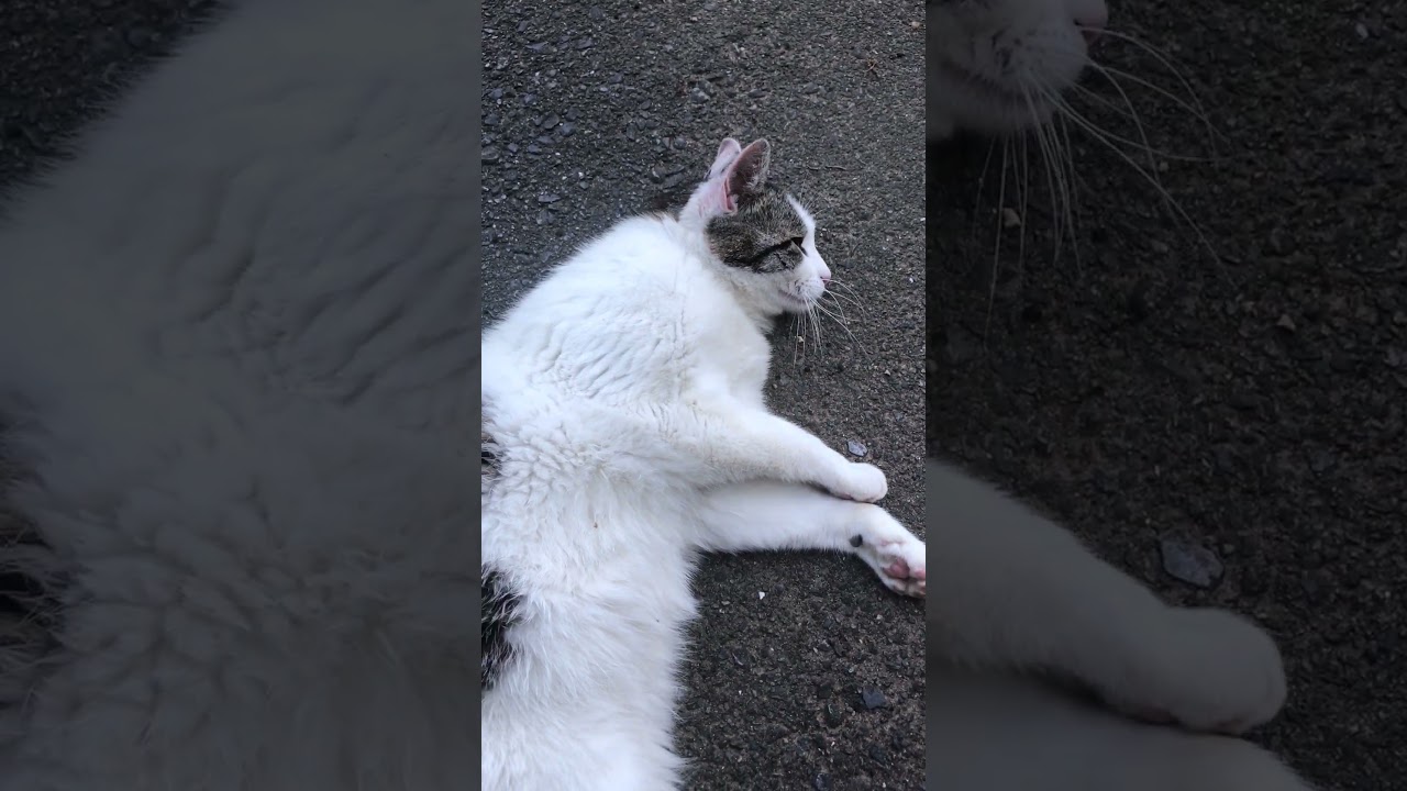 最近仲良くしてくれる子猫のお父さん♪ #ねこ #cat #catcute #cats #子猫